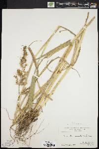 Echinochloa muricata var. muricata image