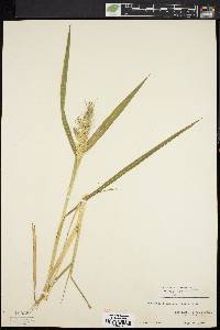 Echinochloa muricata var. muricata image