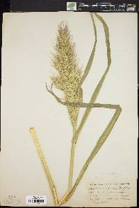 Echinochloa walteri image