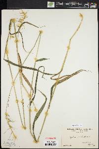 Elymus hystrix image