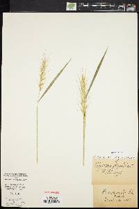 Elymus hystrix image