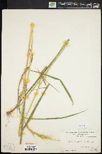 Elymus hystrix image