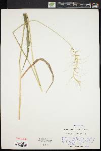 Elymus hystrix image