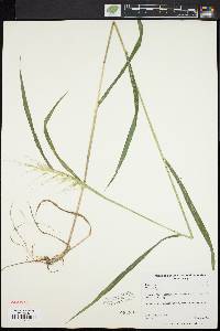 Elymus hystrix image