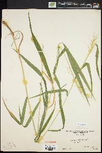 Elymus hystrix image