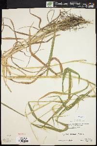 Elymus hystrix image