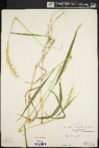 Elymus hystrix image