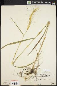 Elymus hystrix image