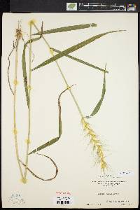 Elymus hystrix image