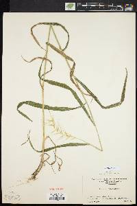 Elymus hystrix image