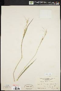 Elymus hystrix image