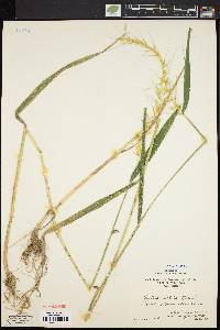 Elymus hystrix image