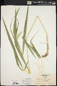 Elymus riparius image