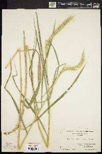 Elymus riparius image