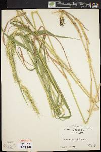 Elymus riparius image