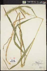 Elymus riparius image