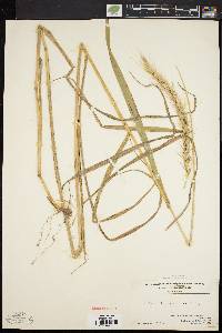 Elymus riparius image