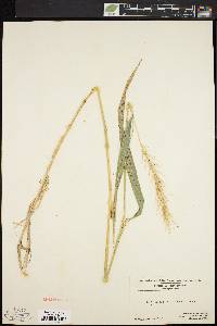 Elymus riparius image