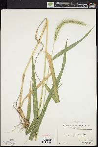 Elymus riparius image