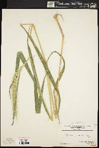 Elymus riparius image