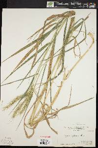 Elymus riparius image