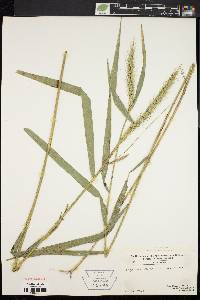 Elymus riparius image