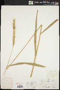 Elymus villosus image