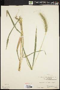 Elymus villosus image