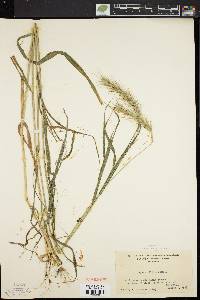 Elymus villosus image