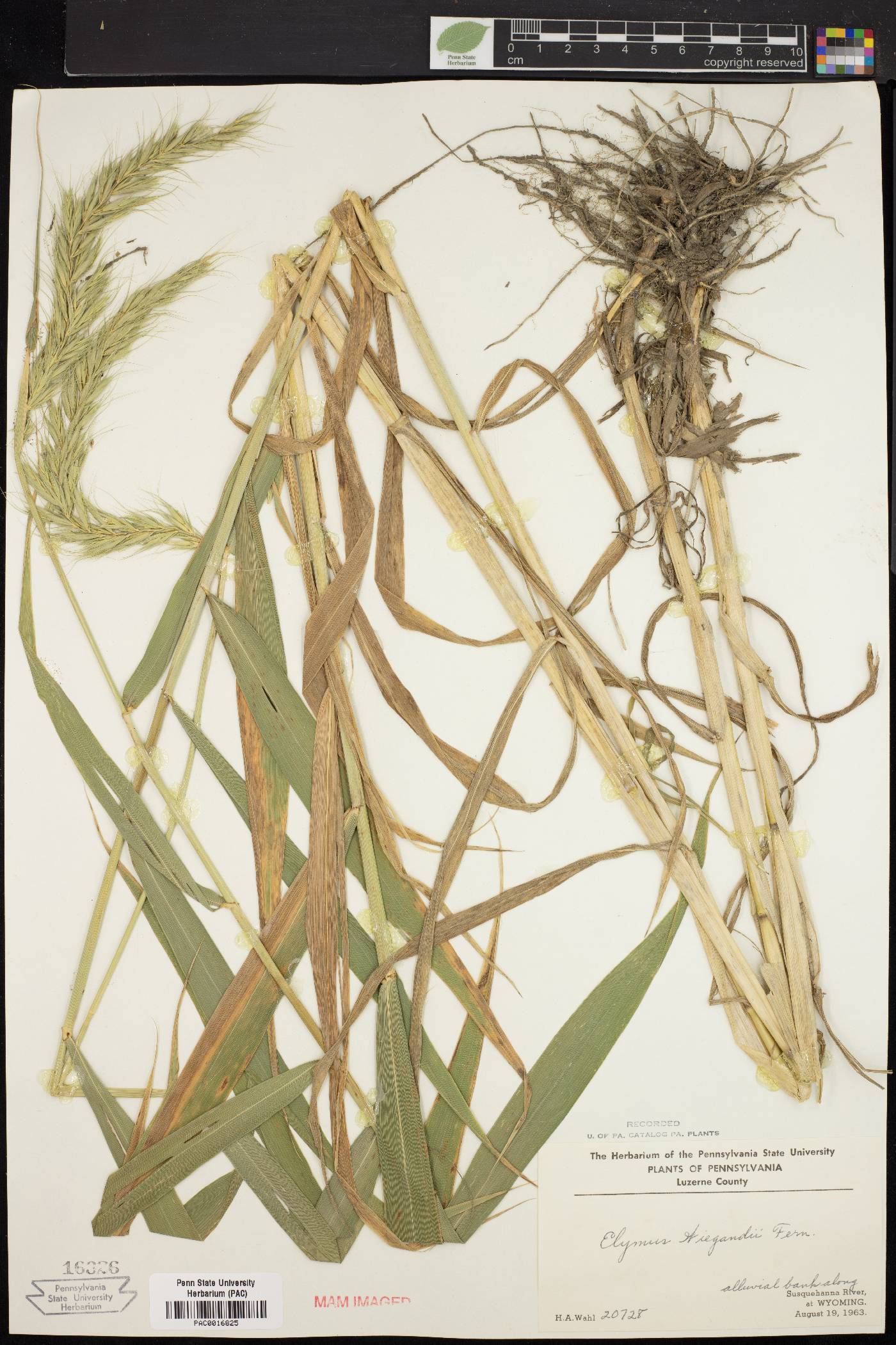 Elymus wiegandii image