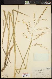 Glyceria canadensis image