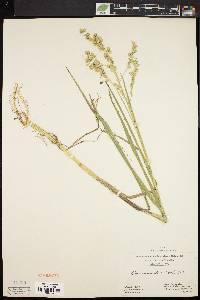 Glyceria canadensis image