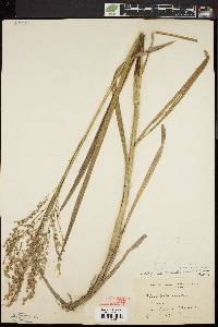 Glyceria canadensis image