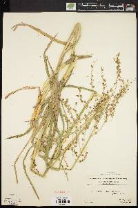 Glyceria canadensis image