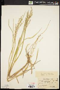 Glyceria canadensis image