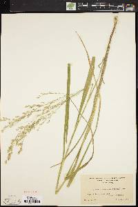 Glyceria canadensis image