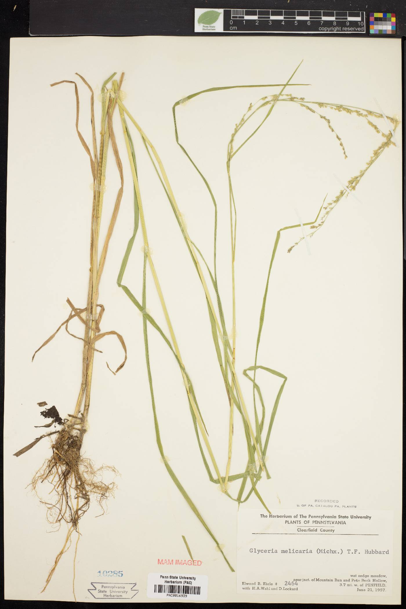 Glyceria melicaria image