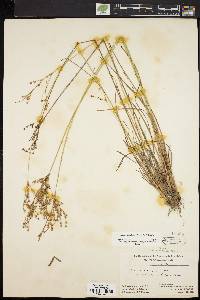 Juncus anthelatus image