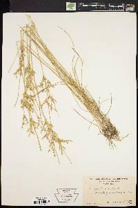 Juncus anthelatus image