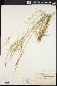 Juncus anthelatus image