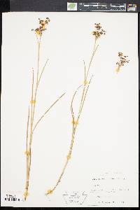 Juncus articulatus image