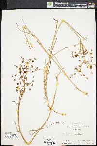 Juncus articulatus image