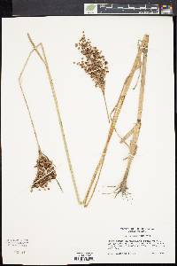 Juncus biflorus image