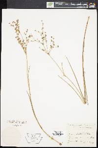 Juncus brachycarpus image