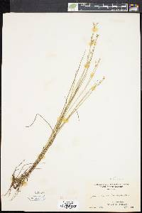 Juncus brevicaudatus image