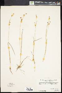 Juncus brevicaudatus image