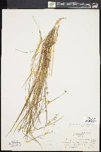 Juncus brevicaudatus image