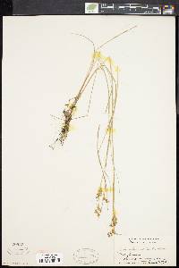 Juncus brevicaudatus image
