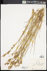 Juncus brevicaudatus image