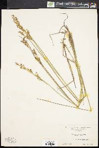 Juncus brevicaudatus image